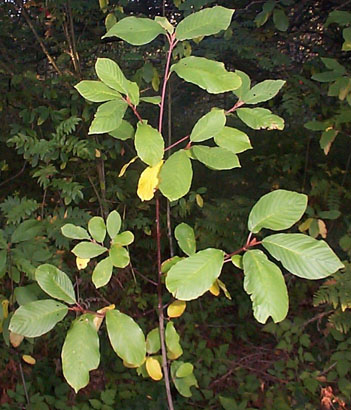 <i>rhamnus2</i> photo