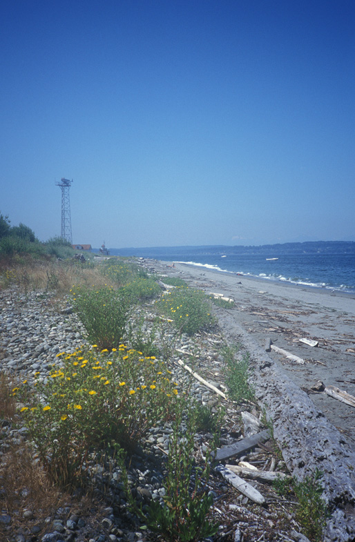 saltwater beach