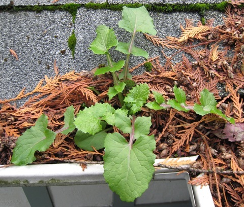 Sow thistle