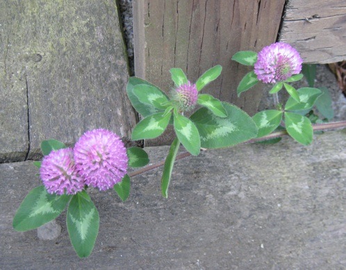 Red Clover