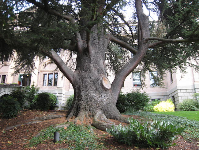 A healthy trunk with superb root flare.