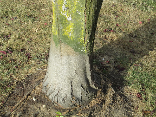 Dog urine as lichen and algae killer.