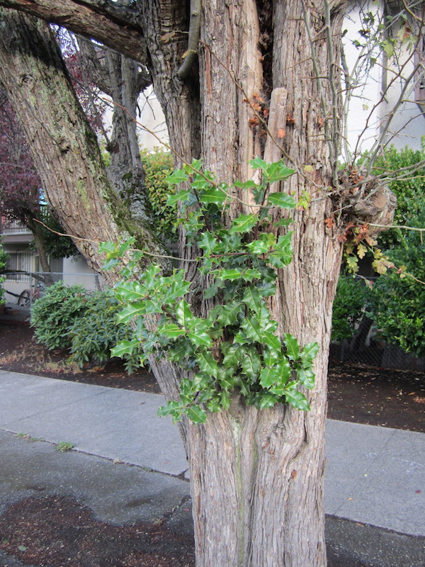 Holly growing from Hawthorn trunk.