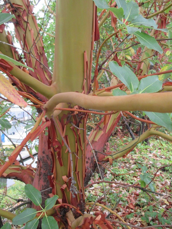 Healthy Madrona showing annual bark exfoliation.