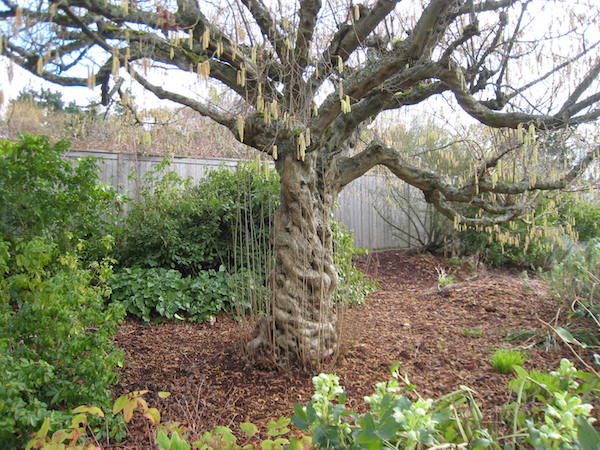 A very old hazel in winter, showing basal suckers.