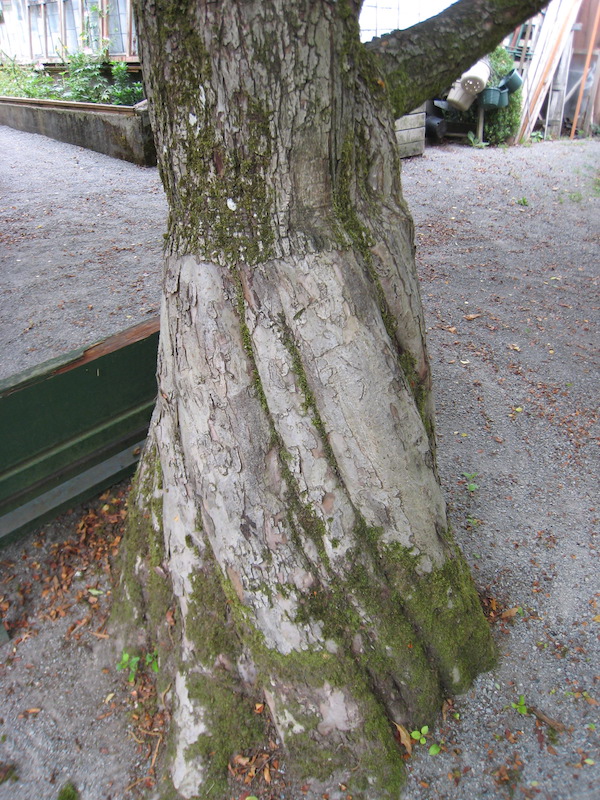 Japanese Flowering Crabapple tree grafted onto Domestic Apple tree.