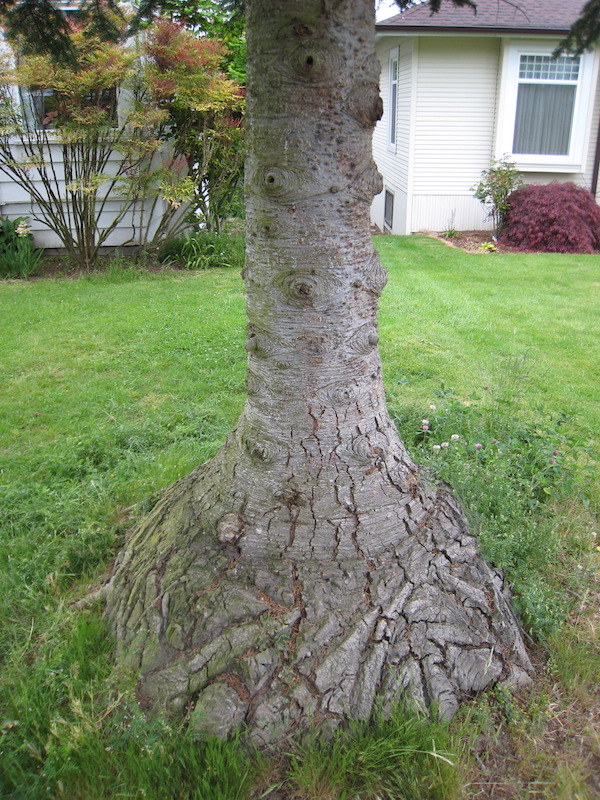 Noble Fir grafted on White Fir.