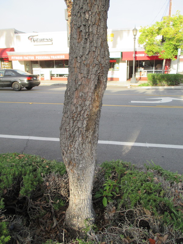 Camphor Laurel with constricted lower trunk.