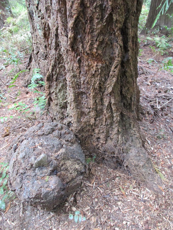 Douglas Fir with a root burl.