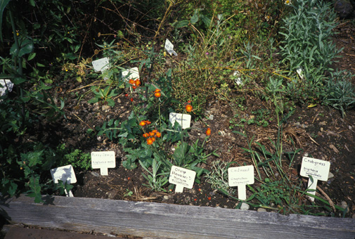 weed garden