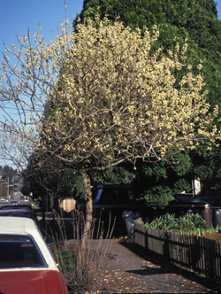 Hooker Pussy-Willow; <i>Salix Hookeriana</i>