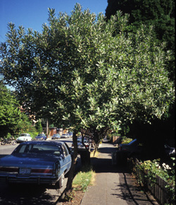 Hooker Pussy-Willow; <i>Salix Hookeriana</i>