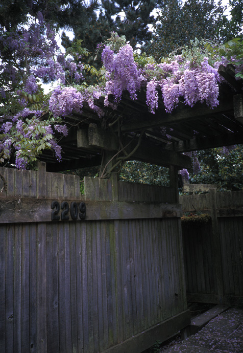 Wisteria in bloom